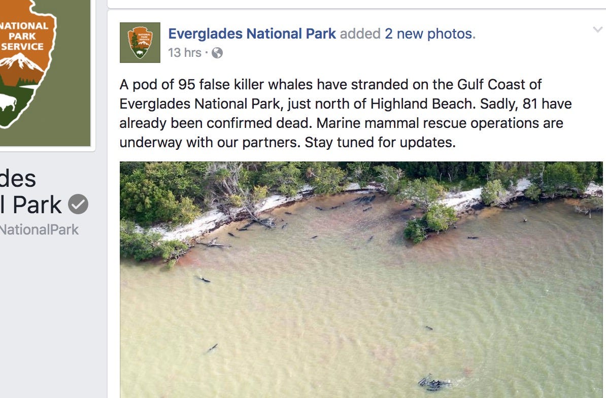 More than 80 false killer whales dead in massive stranding