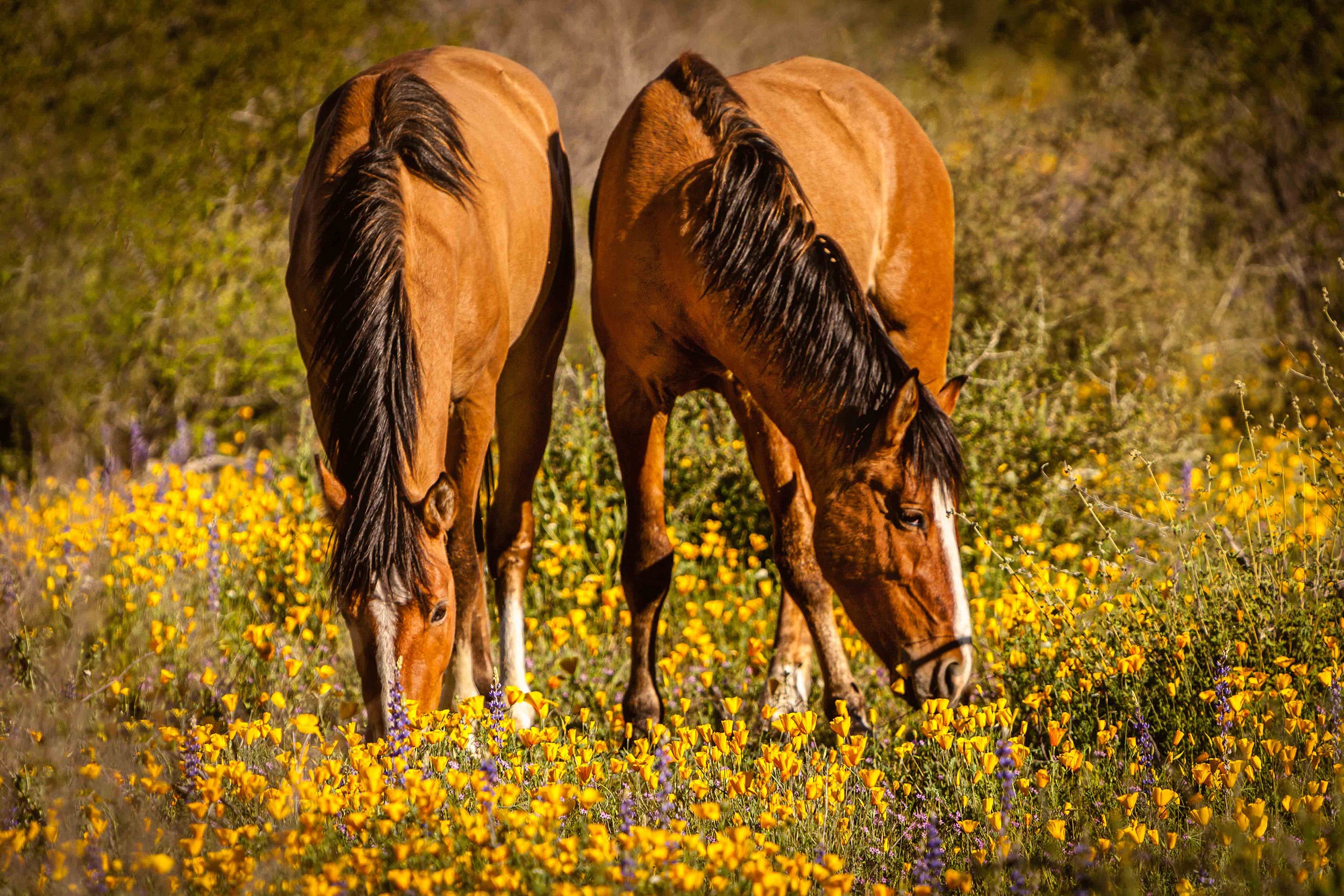 Http Www Azcentral Com Picture Gallery Travel Arizona Hiking