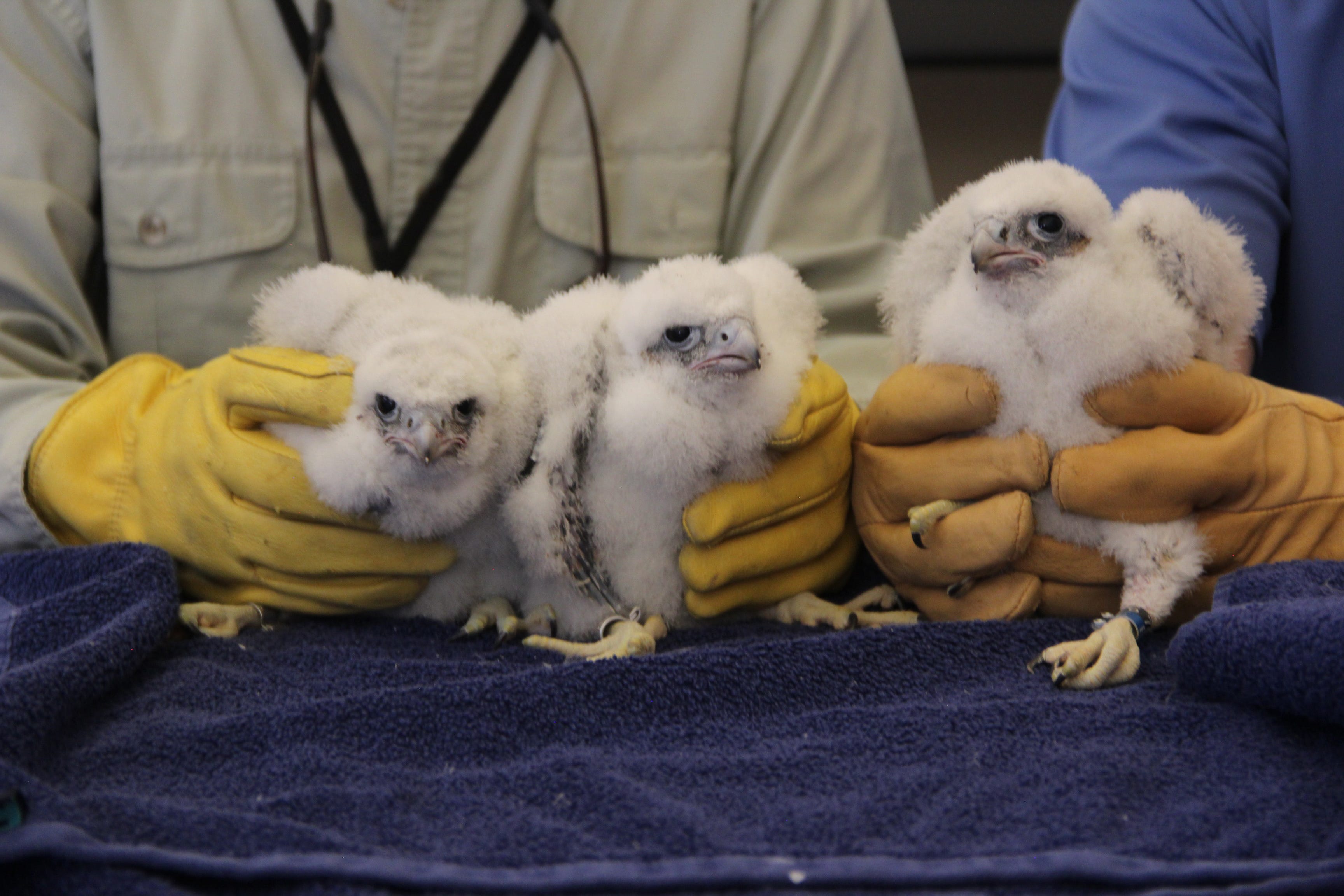 falcon feeding bottle