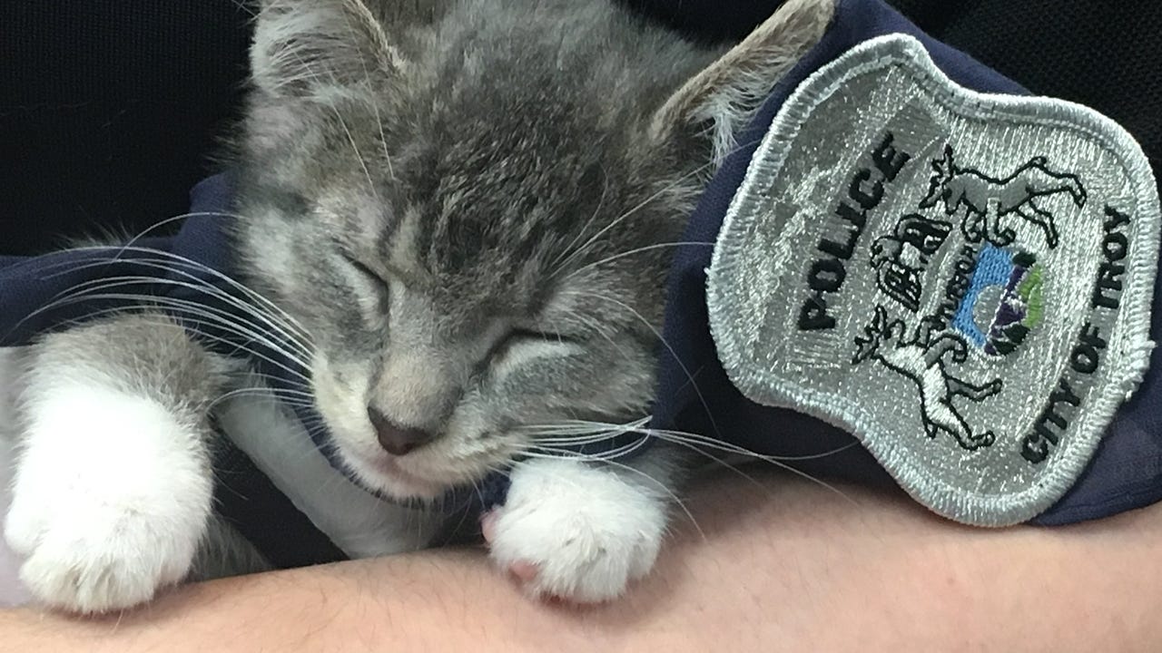 Police cat is the cutest recruit at this police department