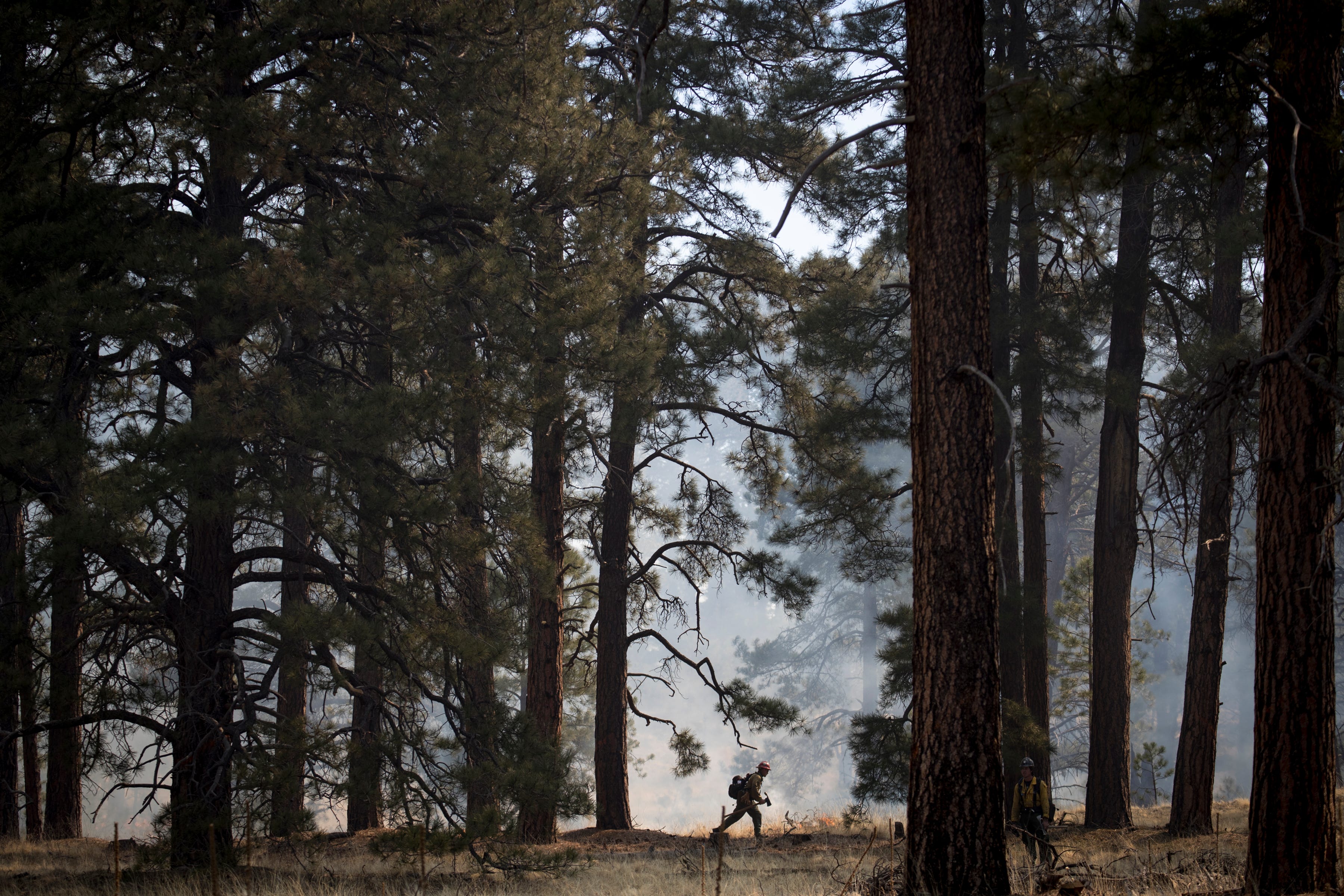 Climate Change Could Transform Arizona S Forests Deserts Study Says
