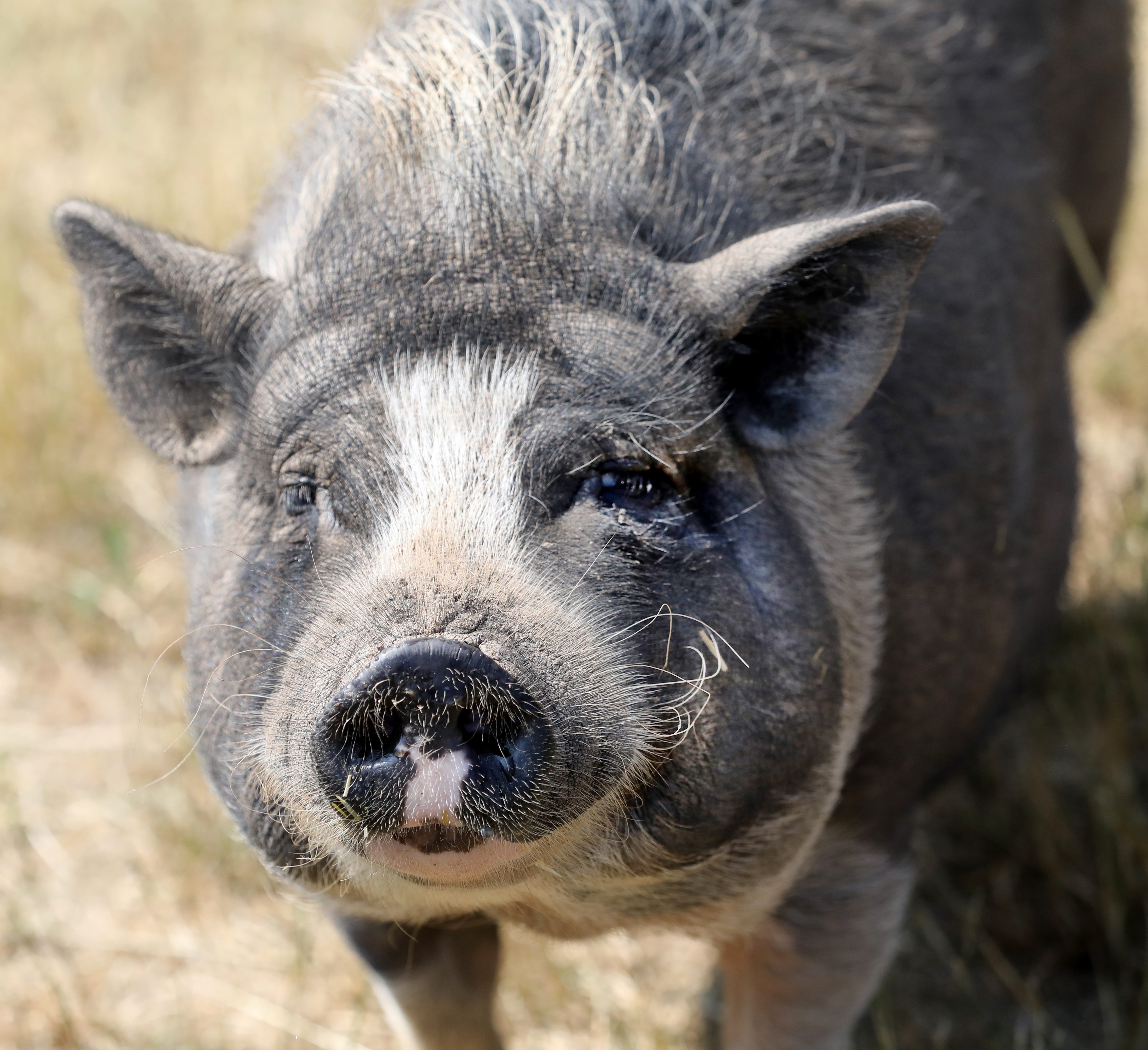 Biggest pot clearance belly pig