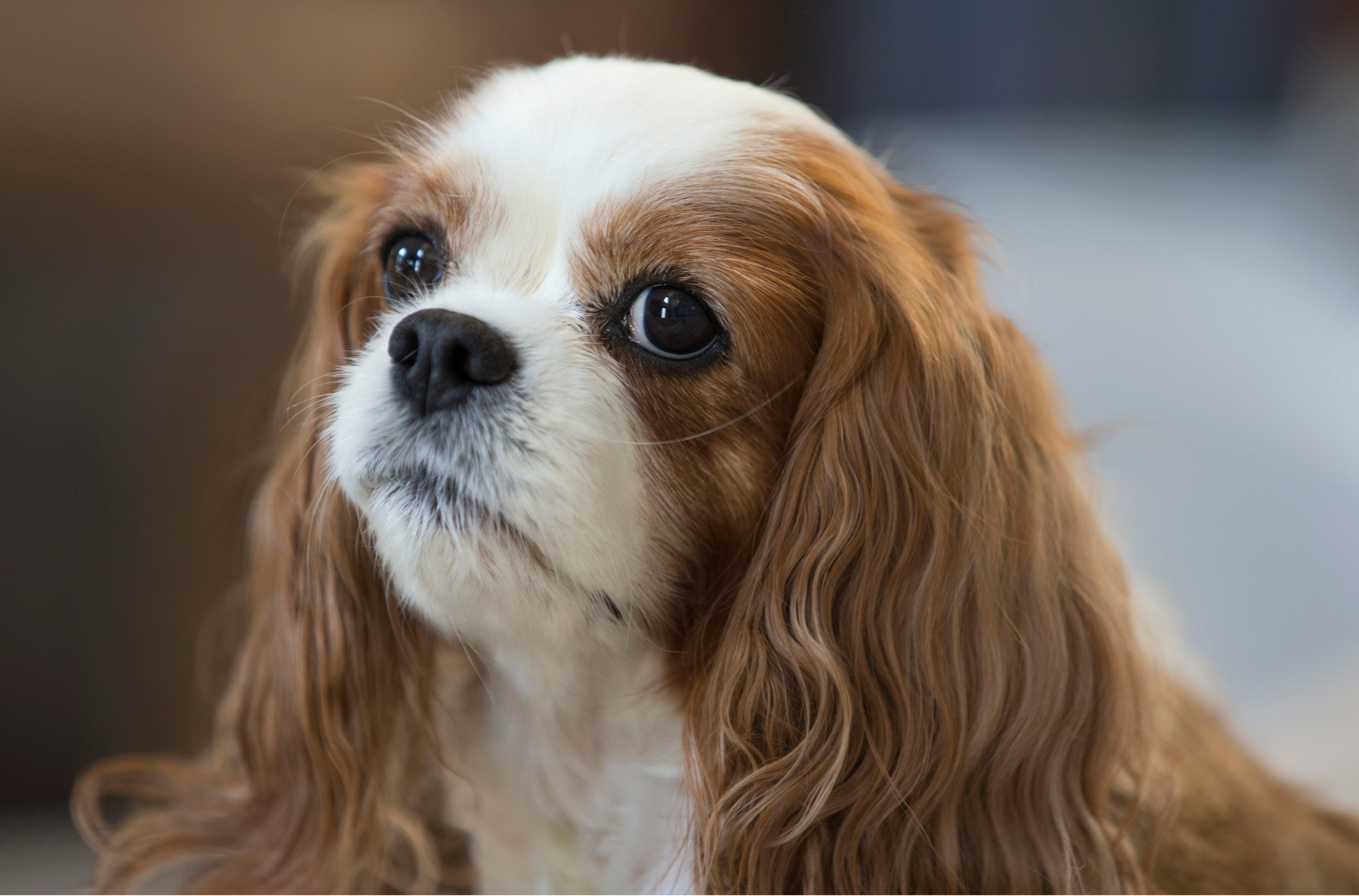 cavaliers dog jersey