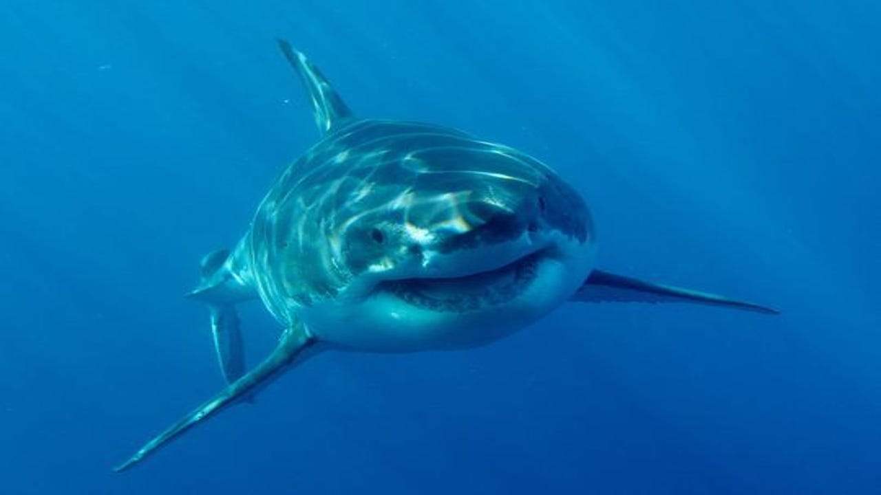 Great White Sharks Like to Hang Out With Each Other When Feasting