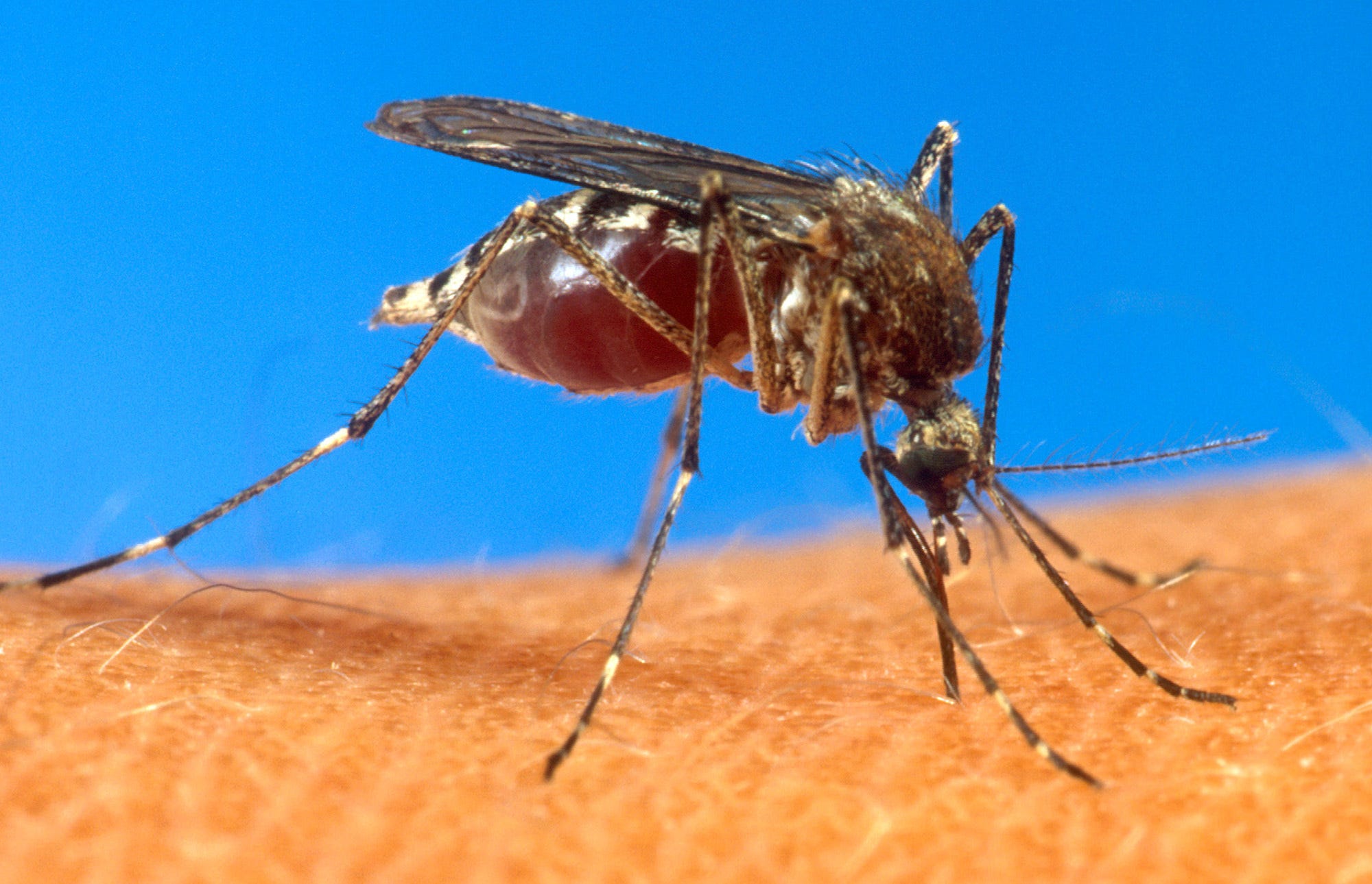 Mosquitoes carrying West Nile virus found in Marion County