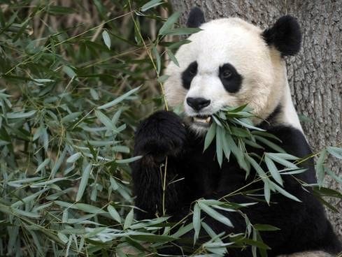 Panda cub's death shows 'nature is in charge' – USATODAY.