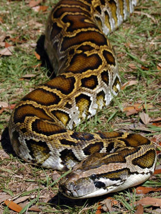 Pythons Pictures