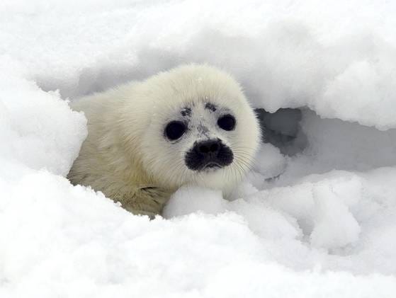 Endangered seals