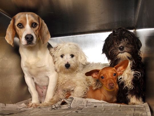 STOP THE MISTREATMENT OF ANIMALS! Yl-puppy-mill-main-4_3_r541_c540