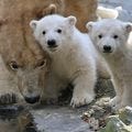 Two polar bear cubs stand next to their mother, Cora, in their enclosure at the zoo in Brno, Czech Republic. Baby animals are springing up at zoos worldwide. Take a look at some of the cuteness.