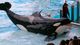 At SeaWorld Orlando, you and your family can meet Shamu, the world's most famous killer whale. After you've observed all the underwater critters living at the park, get your heart racing on SeaWorld's rides and roller coasters, catch a comedy show featuring sea lions and otters or grab a bite at Sharks Underwater Grill.