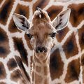 A newborn Rothschild giraffe stands in front  its mother during its first presentation for public at the Tierpark zoo in Berlin. Baby animals are springing up at zoos worldwide. Take a look at some of the cuteness.