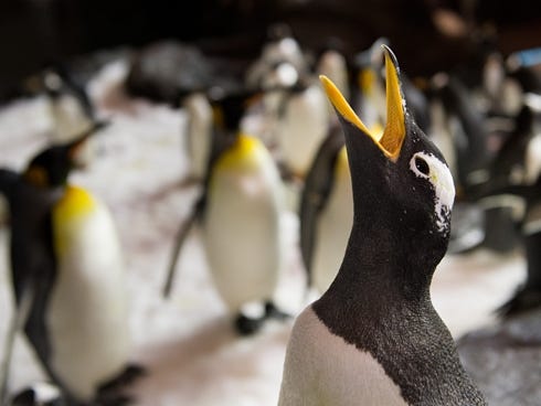 Two-hundred-forty-five web-footed fowl will move into a 6,125-square-foot habitat, kept at a brisk 30 degrees.