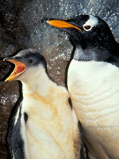 Since 1990, SeaWorld Orlando has hatched 452 chicks from seven different species of penguins.