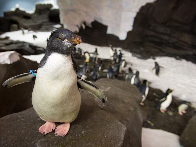 Penguins frolic in their habitat.