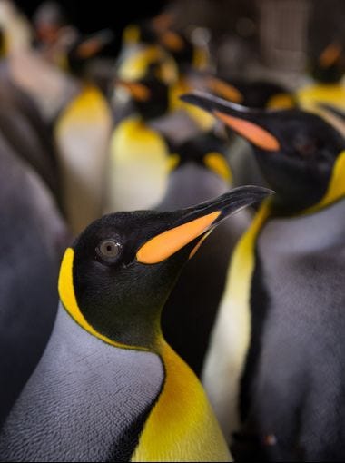<p></p><p>How do the penguins feel about their new open-forum environment? 'They are very accustomed to seeing guests,'says Mike Boos, vice president of zoological operations at SeaWorld Orlando. The noise level won’t bother the animals, either, he says, since they are fairly rowdy themselves.</p>