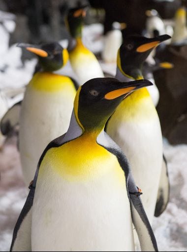 Only a 2-foot-high rock wall will keep the penguins from hopping into the crowd.