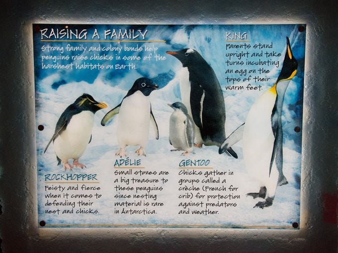 Like humans, penguins find strength in numbers.  Strong family and colony bonds help penguins raise chicks in some of the harshest habitats on Earth.
