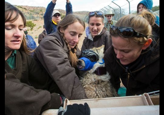 04242013mc Wolf Release