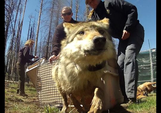 Wolf Release