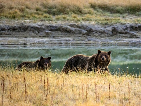 A Grizzly bear mother and her cub walk near Pelican Creek in Yellowstone National Park.