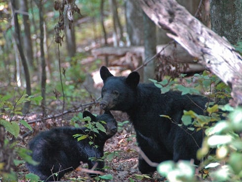 A mother black bear and her cub are seen along Indian Grave Gap Trail near Townsend, Tenn. The Smokies' 520,000 acres in Tennessee and North Carolina are home to about 1,500 black bears.