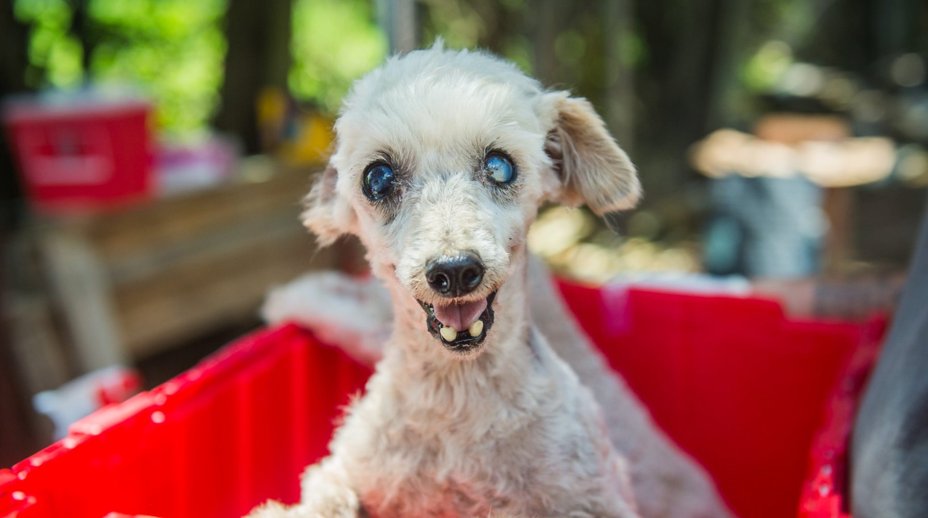 Delaware backyard breeder surrenders 54 dogs to local shelter