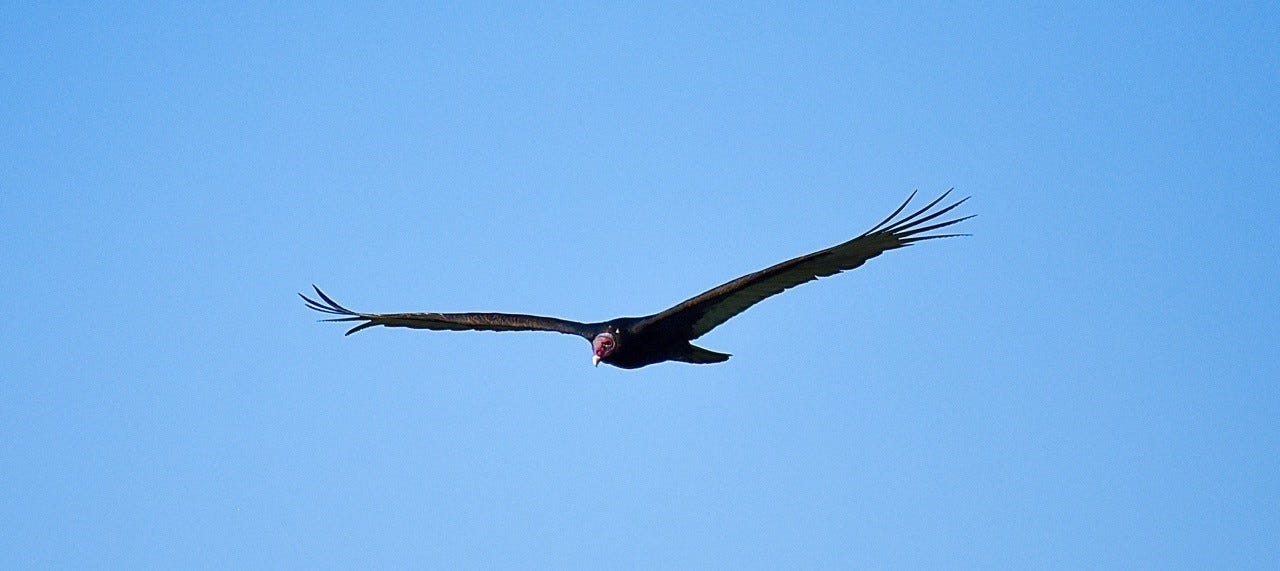 turkey vulture