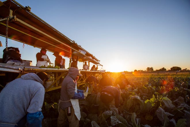 Who's enforcing the state's curfew? And can you sue over a mask? - Farmers harvest romanesco cauliflower in Imperial Valley during the COVID-19 pandemic in March. Many farmworkers were infected in Imperial Valley.