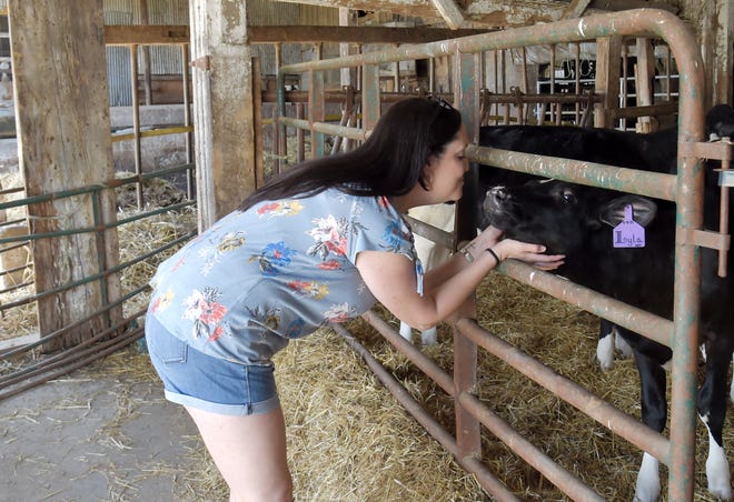 Cow cuddling strain reduction process designed at New York farm 4 Lisa DeMuth nuzzles a cow at Sunset View Creamery on May 20, 2021.