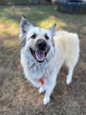 Lilo the dog gets reunited with homeless owner thanks to shelter note - Breaking News Lilo, a 4-year-old German shepherd-Great Pyrenees mix.