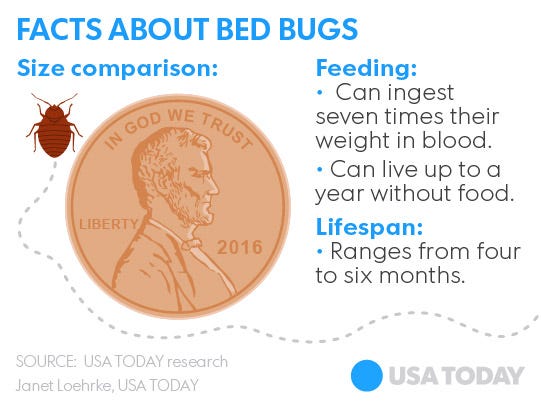 Bed bugs developing 'thicker skin' to beat insecticides