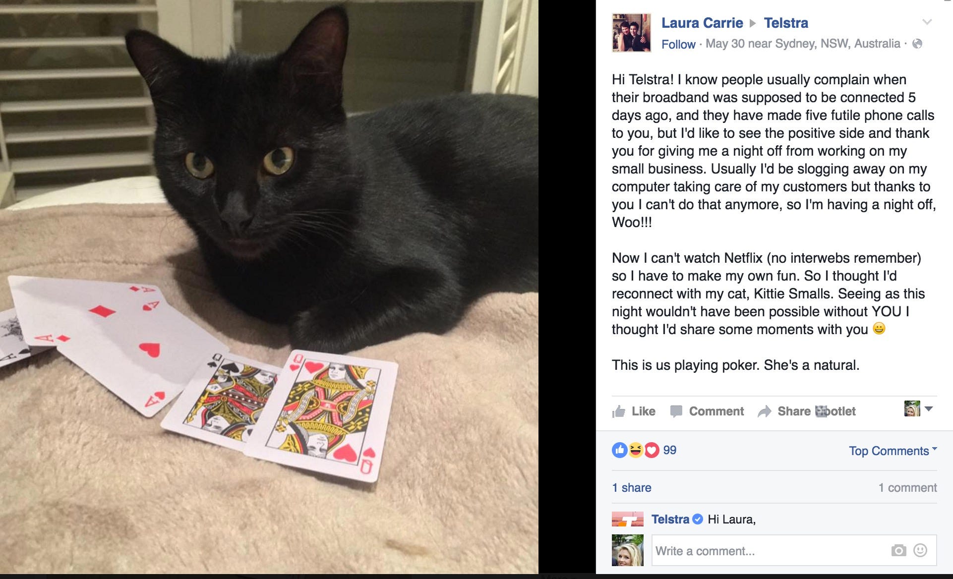 This Cat Thinks It S A Show Horse This Cat Thinks It S A Show Horse
