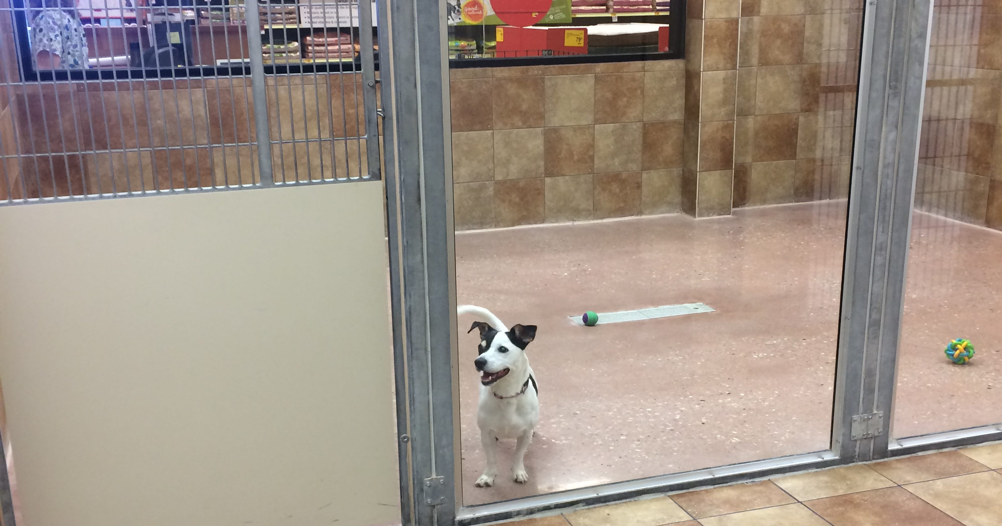 PetSmart Ashwaubenon adoption center re-opens