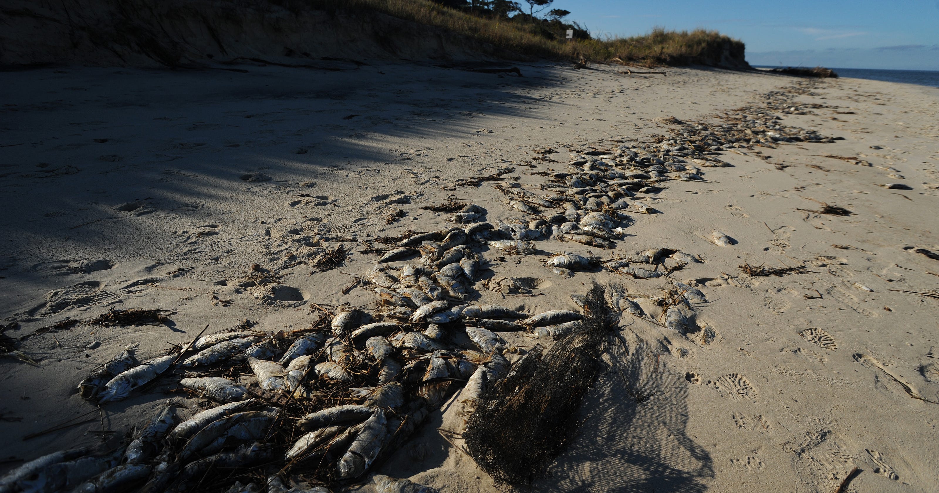 Thousands of dead fish wash up on Va. Shore beaches