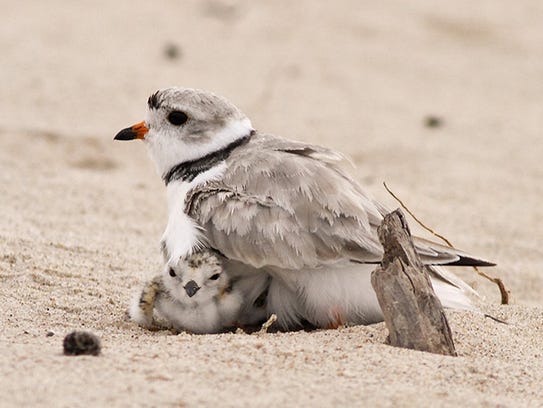 A piping plover chick rests under the protective wings of its father on the Lake Huron shoreline at AuSable Point in East Tawas on July 25, 2011. Unlike some other birds, both male and female piping plovers care for the nest and young.