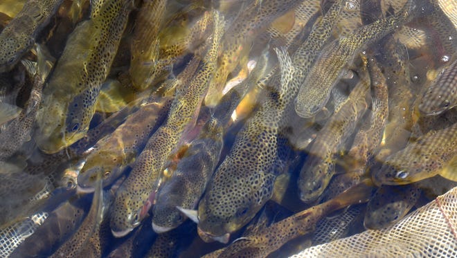 Trout arrange themselves to to face upstream while they sit in a net pen at the Big Thompson River Tuesday Sept. 30, 2014. Colorado Parks and Wildlife scientist are tasked with restoring the river corridors of the trout population which was decimated with the flood last year.