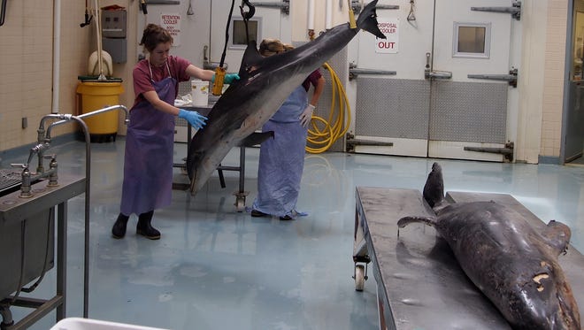 A necropsy technician at the New Bolton Center in Kennett Square, Pa., weighs a dead dolphin while another bottlenose dolphin is on a table to be examined.