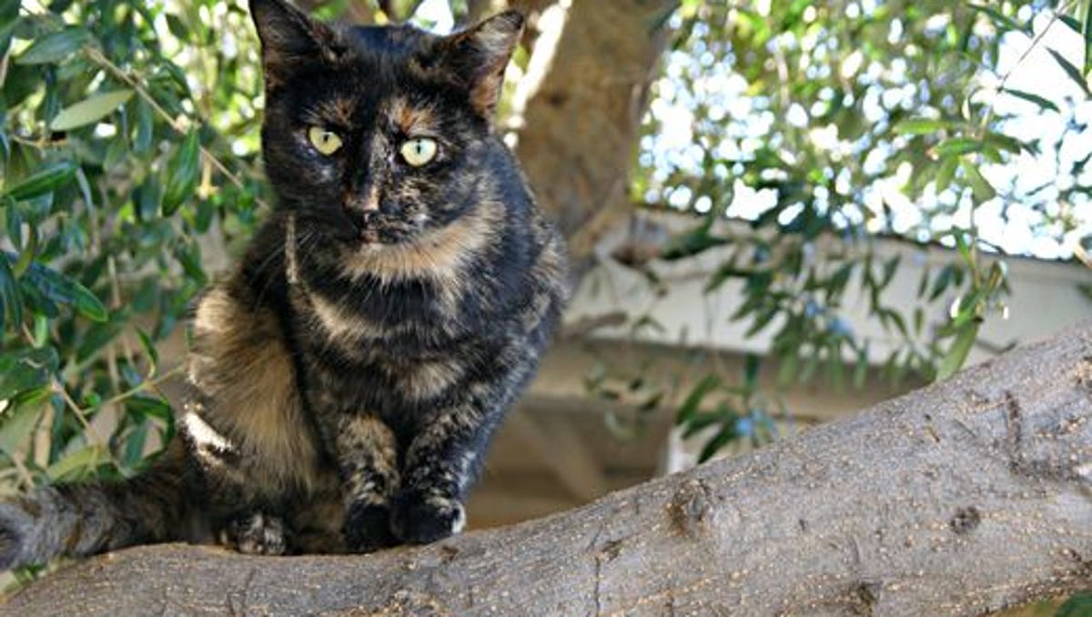Too Many Kittens Are Being Born In Arizona Here S One Way To Help