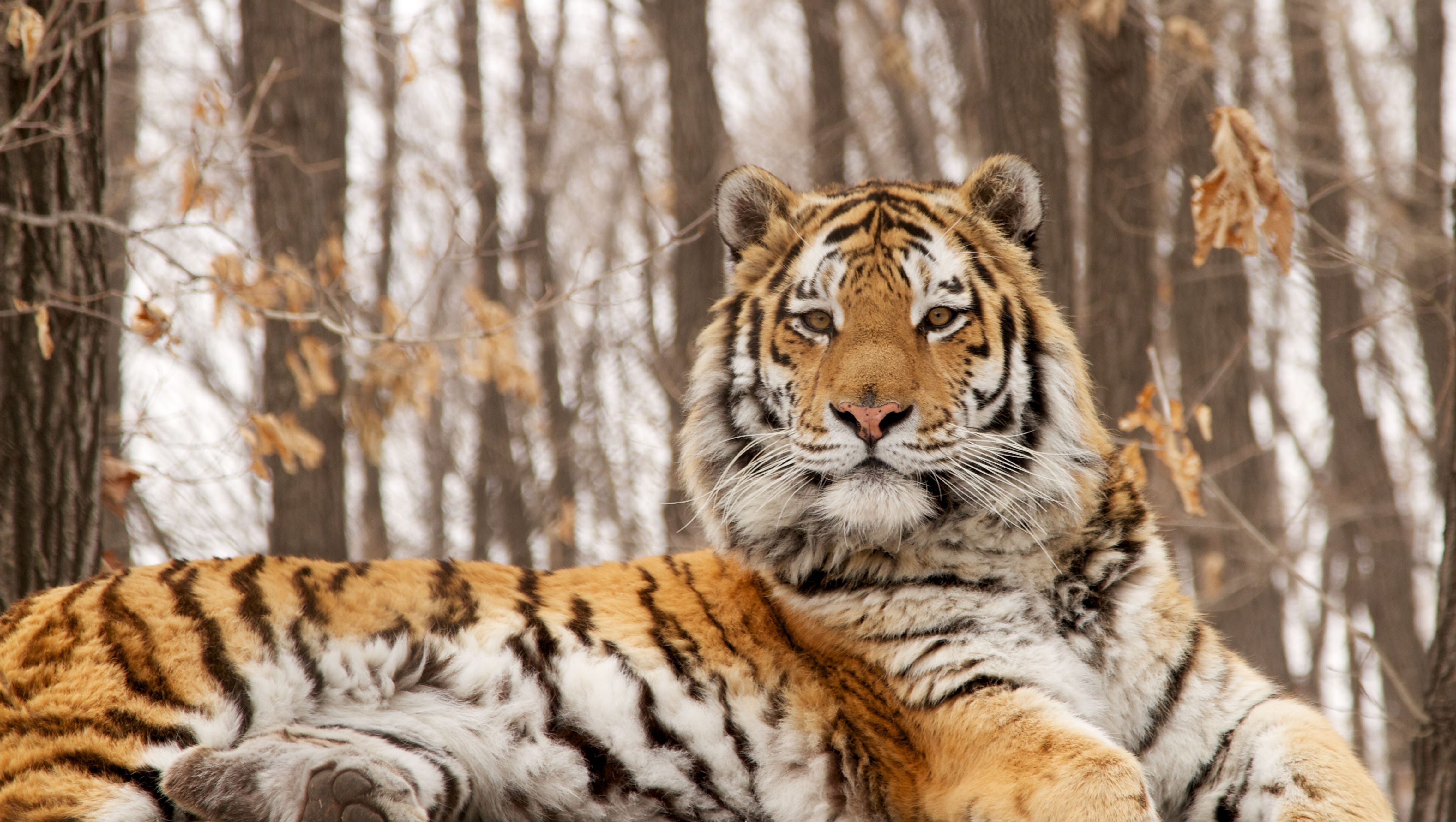 Stuffed Tiger Causes 45 Minute Police Standoff At Farm In Scotland