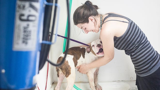 Many dog owners decide to bathe and groom their dog at home, while others opt for a professional dog washing experience