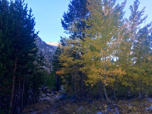 Color on the trail in Piute Canyon.