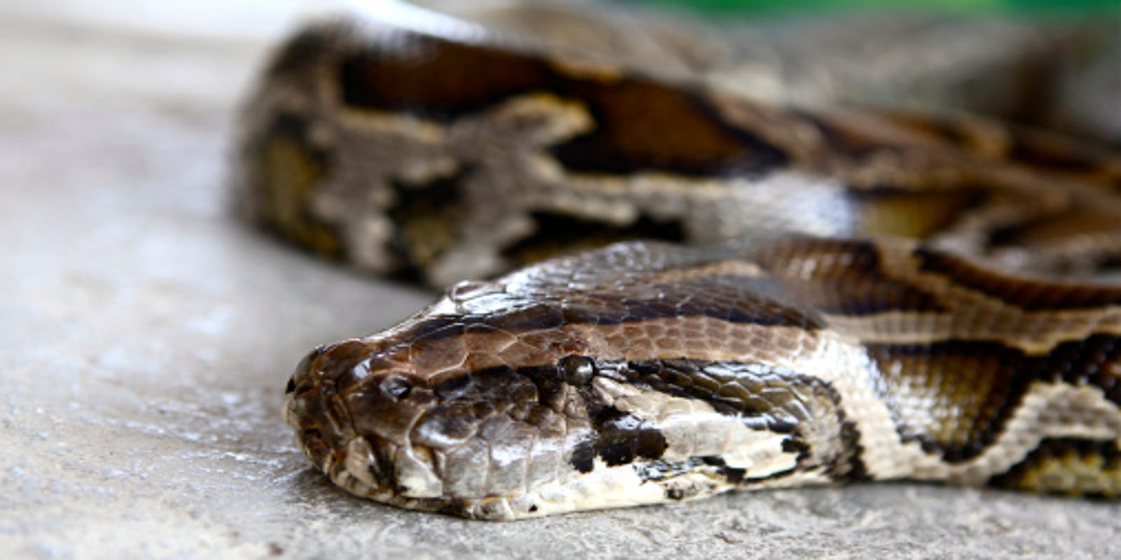 6-foot-long Burmese python caught while swimming in Naples Bay in Florida