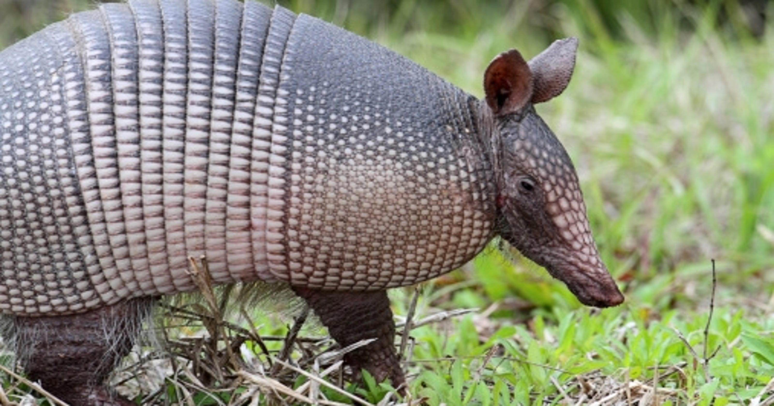 The armadillos are coming to Arizona. Watch out.