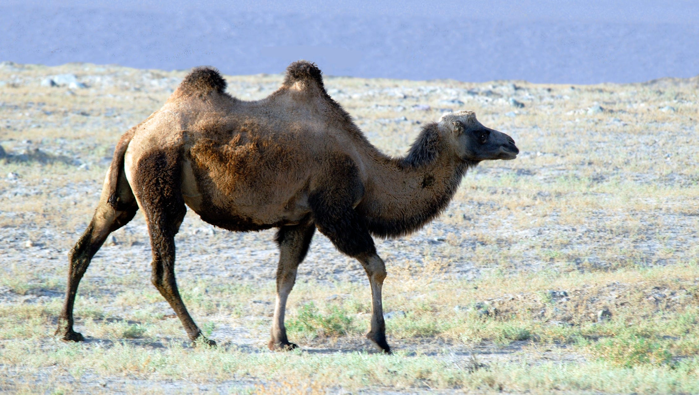 An ecological consultant treks through the Gobi Desert