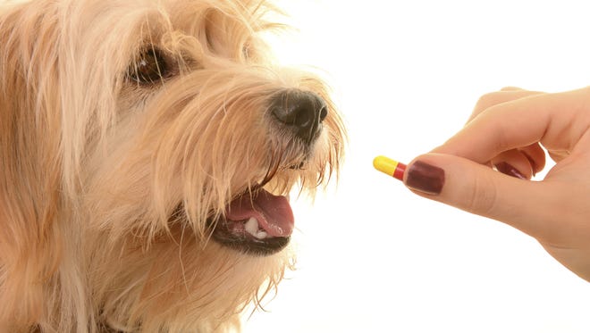How to deal with medication-resistant canines that can sniff out a pill in any delicious substance.