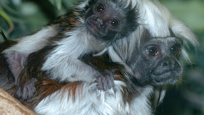 These baby cotton top tamarin born on March 15, 2007.