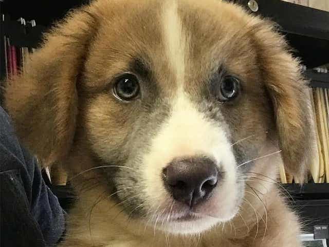 This Adorable Great Pyrenees Australian Shepherd Mix In Nashville Needs A Home
