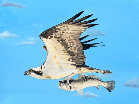 Osprey watercolor