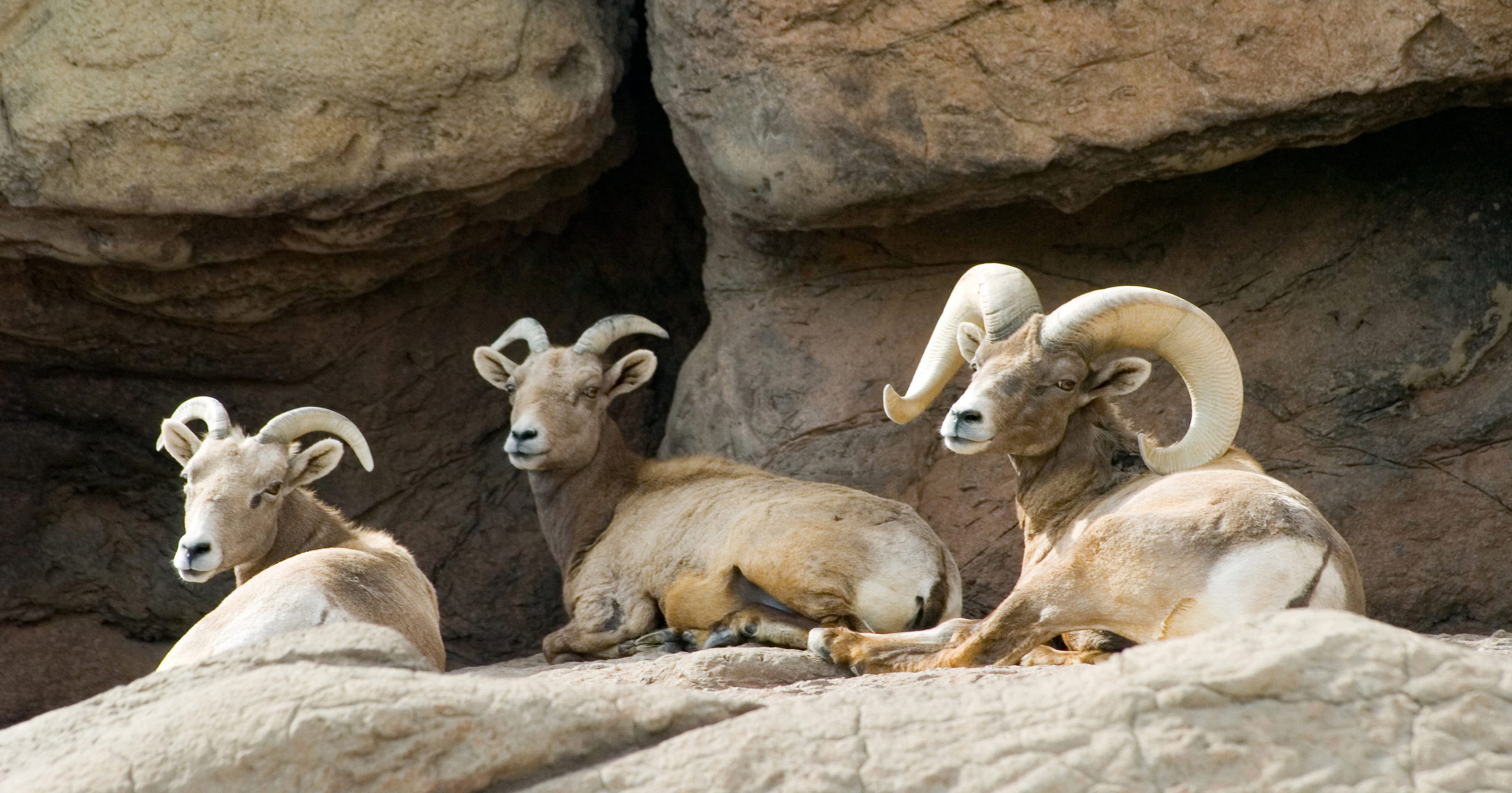 Bighorn sheep find new home after Arizona wildfire